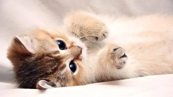 7 Obat Jamur Kucing Tradisional yang Bisa Kamu Coba untuk Anabul
