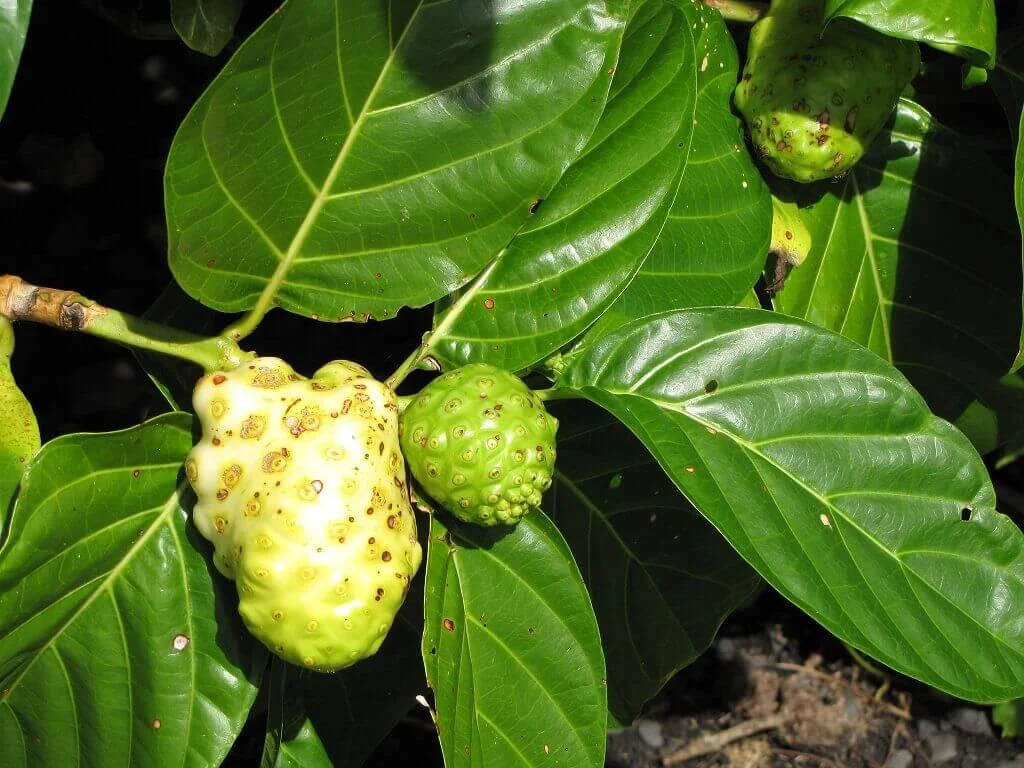 Belum Teruji Secara Ilmiah, Ini 5 Bahaya Mengonsumsi Daun Mengkudu yang Perlu Diwaspadai