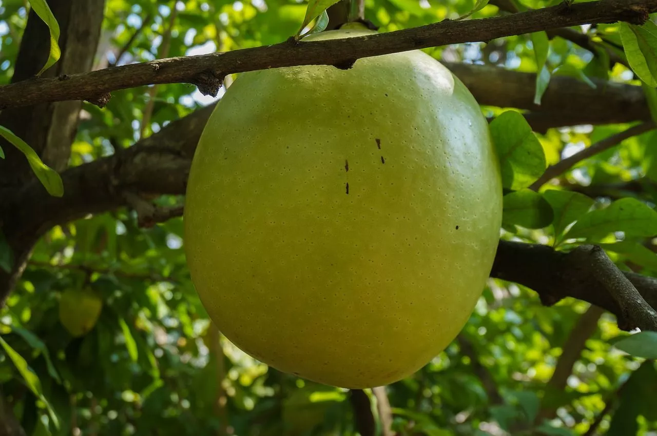 10 Manfaat Buah Maja dan Cara Mengonsumsinya