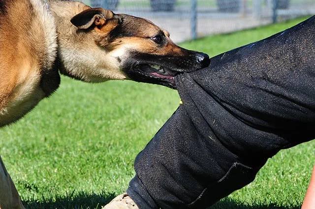 Arti Mimpi Digigit Anjing di Kaki, Pertanda Hambatan dan Konflik?