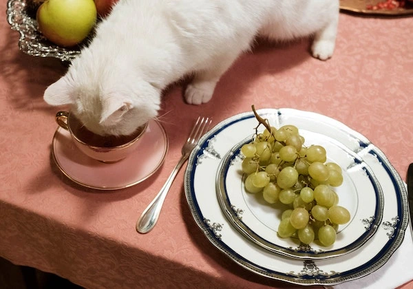 5 Jenis Makanan Kucing, Ketahui Perbedaan dan Manfaatnya!