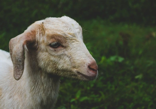 Manfaat Empedu Kambing, Ketahui Khasiatnya untuk Kesehatan!