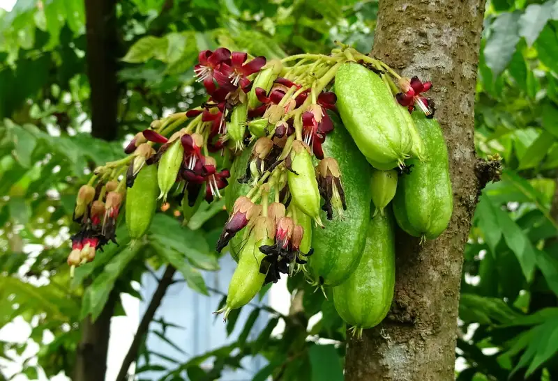 15 Manfaat Bunga Belimbing Wuluh untuk Kesehatan