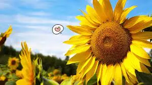 6 Manfaat Bunga Matahari untuk Kecantikan dan Kesehatan, Kamu Wajib Tahu!