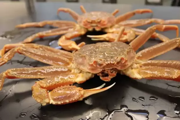 5 Makanan Kepiting, dari Udang-udangan sampai Kerang