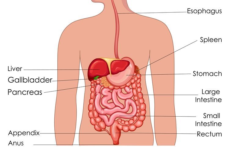 Mengenal Urutan Saluran Pencernaan Pada Manusia