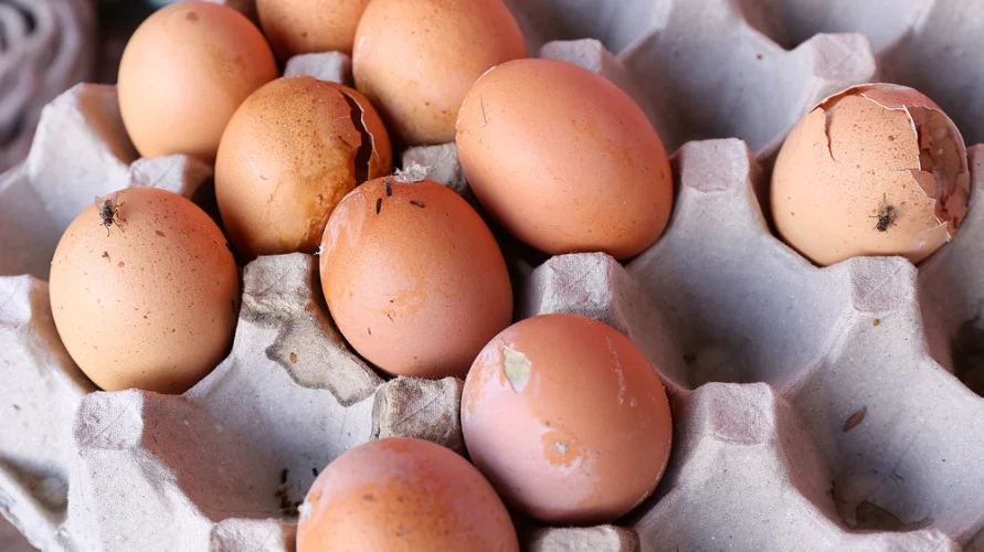 Kenali Ciri-Ciri Telur Busuk dan Dampak Bahayanya untuk Tubuh