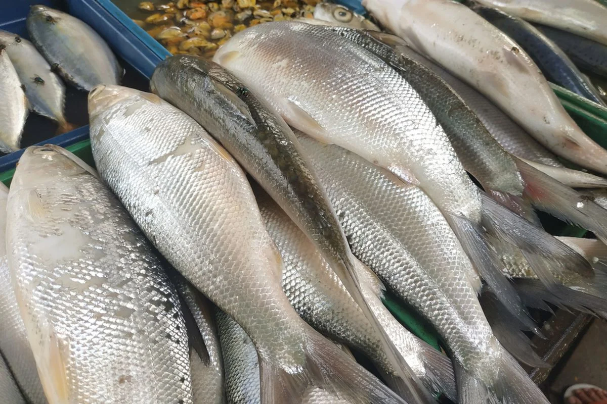 10 Jenis Ikan Air Payau dengan Peluang Budidaya Tinggi | Cocok buat Bisnis!