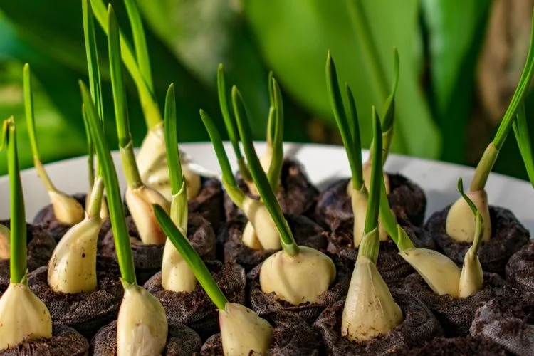 Cara Mudah Menanam Bawang Putih | Bisa Kamu Lakukan Sendiri, lho!