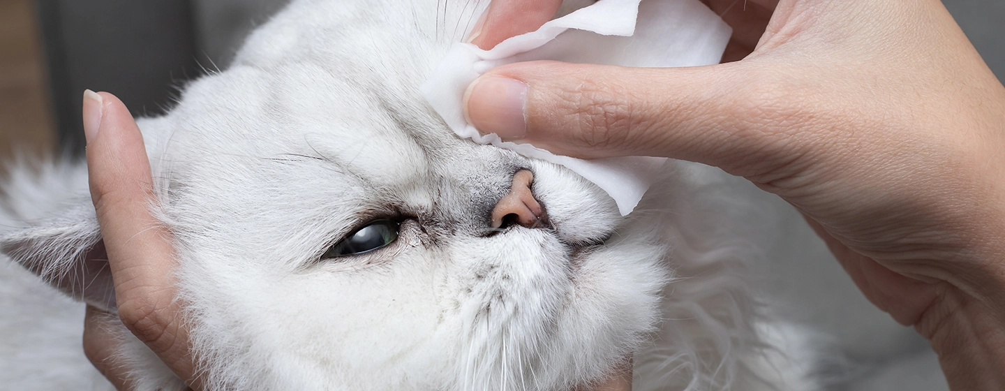 Hati-Hati Penyebab Mata Kucing Berair | Cek Cara Mengobatinya