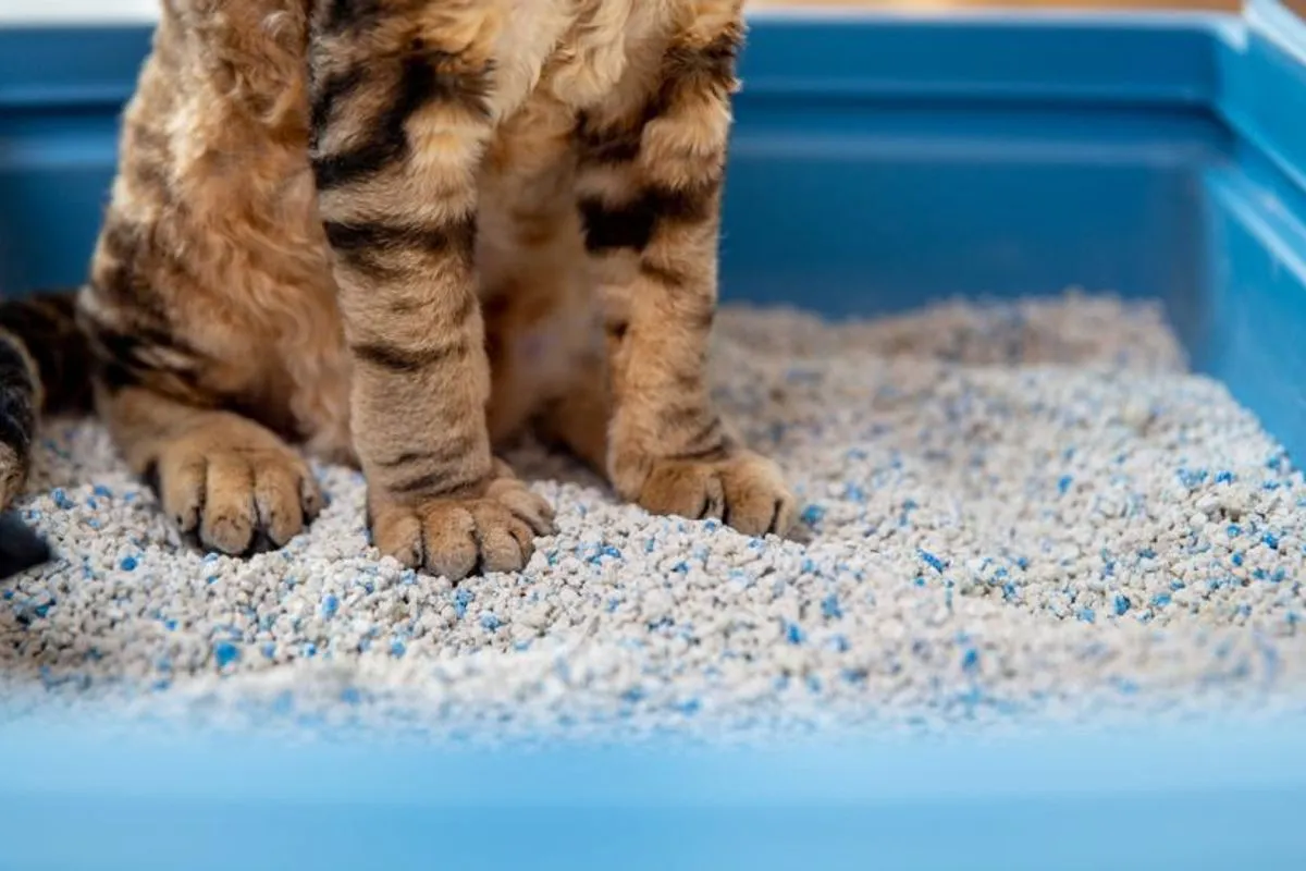 Hemat Biaya, Yuk Coba Cara Membuat Pasir Kucing Sendiri di Rumah!
