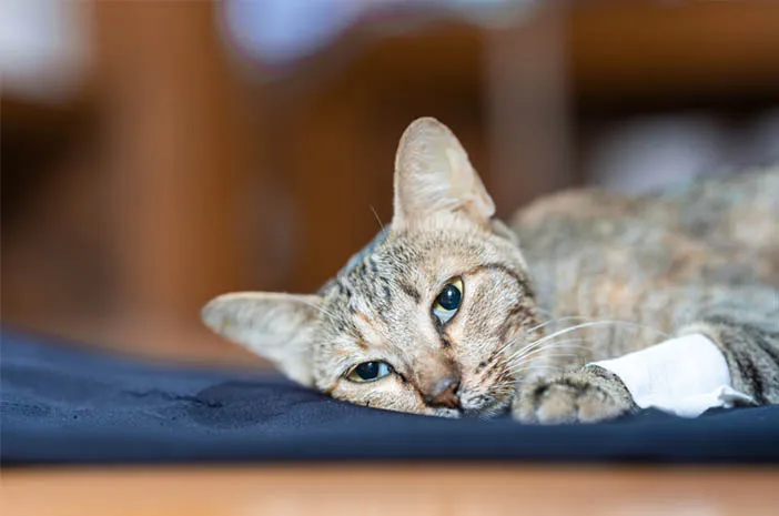 Kenali Penyebab Kucing Mencret dan Cara Mengatasinya Berikut Ini