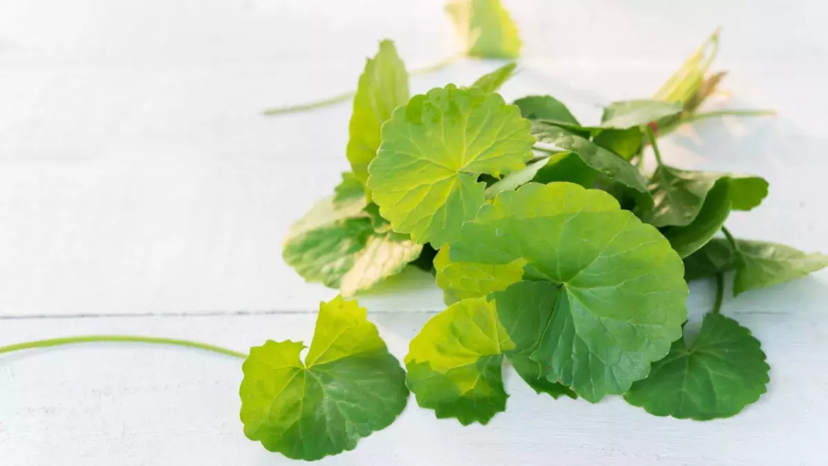 5 Manfaat Centella Asiatica untuk Kulit dan Cara Menggunakannya