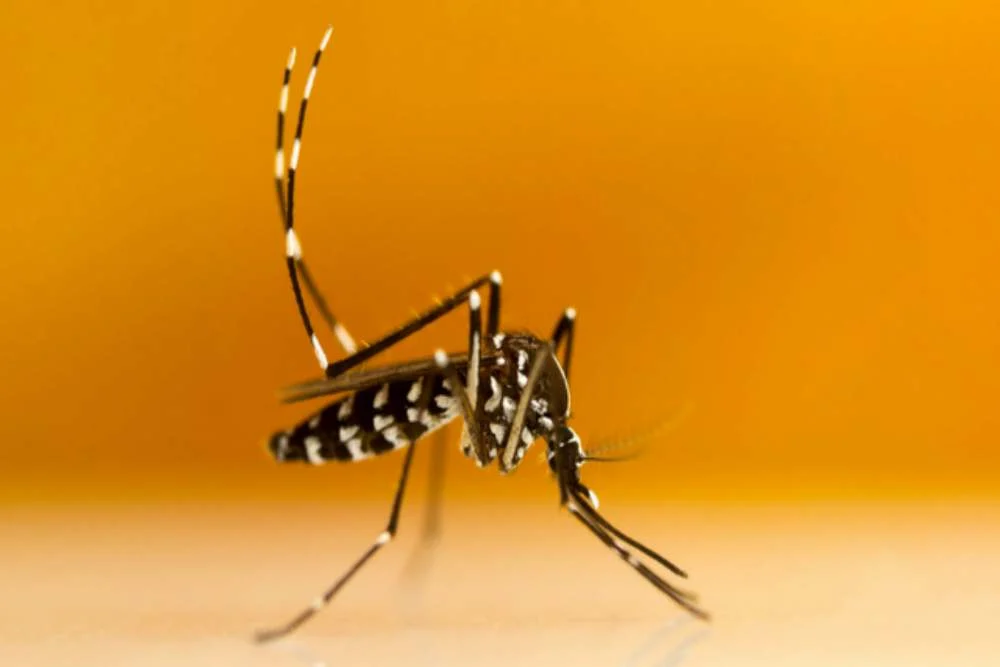 Mengenal Nyamuk Wolbachia yang Lagi Ramai di Indonesia, Apakah Berbahaya?