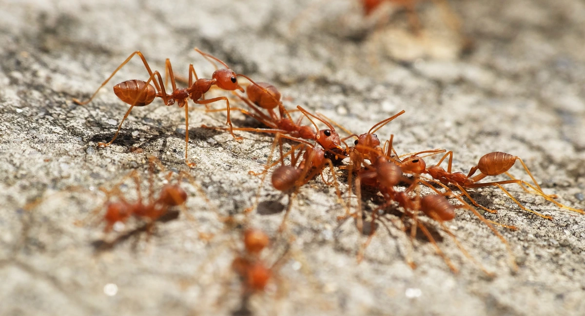 7 Cara Mengusir Semut Merah dari Rumah dengan Mudah, Bye Bye Semut!