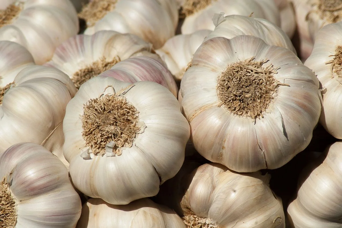 Kandungan Bawang Putih dan Manfaatnya yang Sangat Baik untuk Kesehatan Tubuh