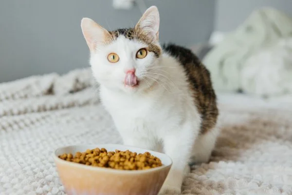 5 Rekomendasi Dry Food Terbaik untuk Kucing Kesayangan | Banyak Kandungan Nutrisi Baik!