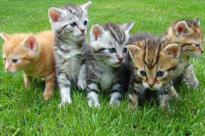 5 Komunitas Pecinta Kucing Terkenal dan Populer di Indonesia